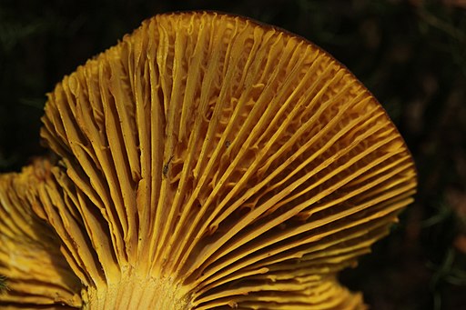 Europäisches Goldblatt, Phylloporus pelletieri