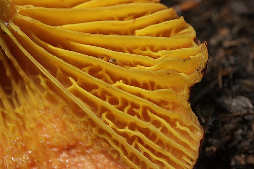 Europäisches Goldblatt, Phylloporus pelletieri