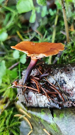 Kastanienbrauner Stielporling, Picipes badius