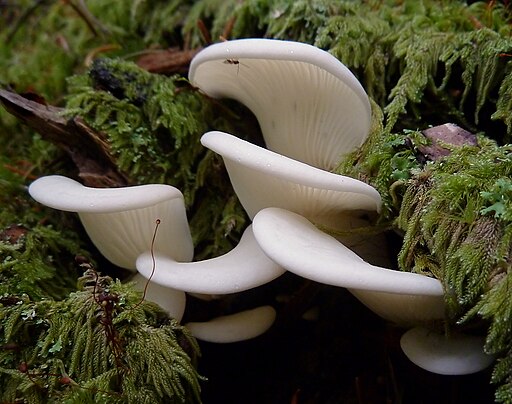 Ohrförmiger Weißseitling, Pleurocybella porrigens