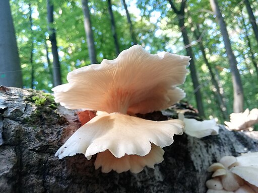 Ohrförmiger Weißseitling, Pleurocybella porrigens