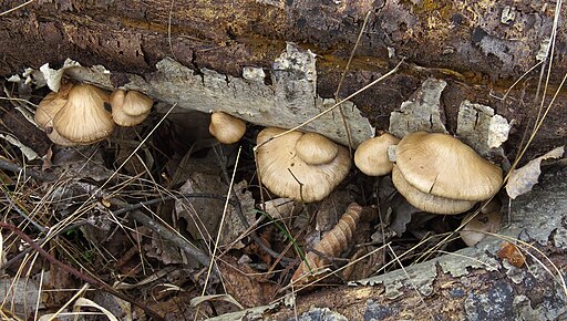 Beschleierter Pappel-Seitling, Pleurotus calyptratus