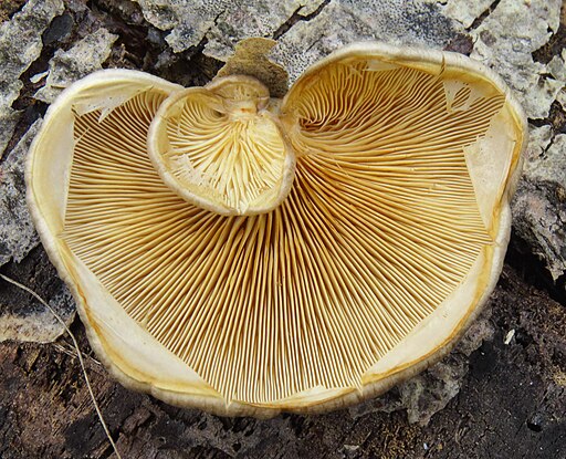 Beschleierter Pappel-Seitling, Pleurotus calyptratus