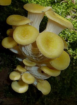Zitronengelber Seitling