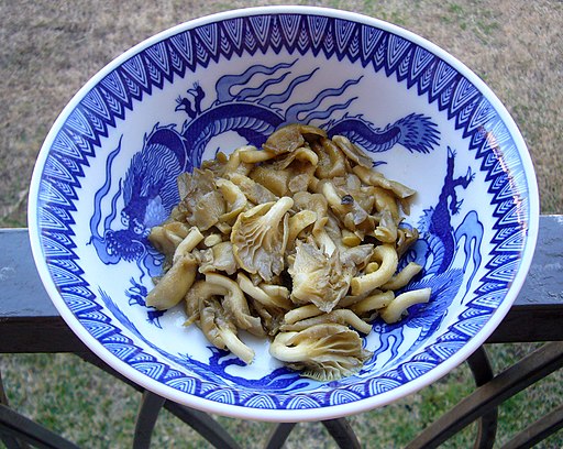 Zitronengelber Seitling, Pleurotus citrinopileatus