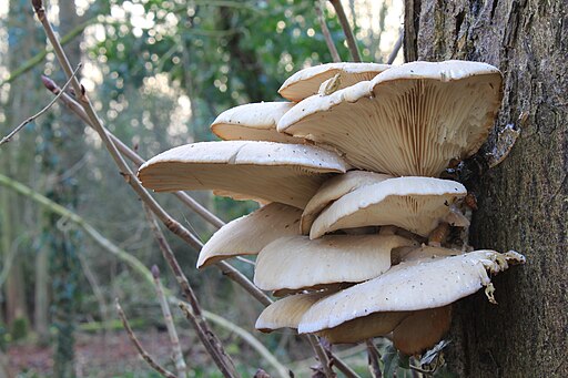 Rillstieliger Seitling, Pleurotus cornucopiae