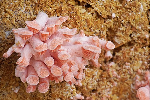 Rosen-Seitling, Pleurotus djamor