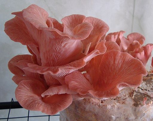 Rosen-Seitling, Pleurotus djamor