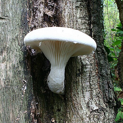 Berindeter Seitling, Pleurotus dryinus