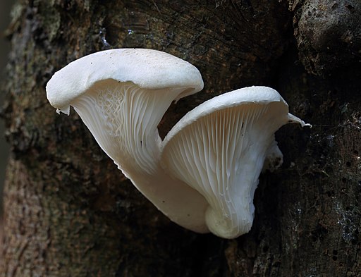 Berindeter Seitling, Pleurotus dryinus