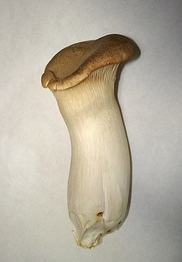 Brauner Kräuter-Seitling