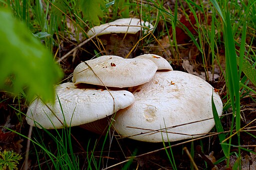 Brauner Kräuter-Seitling, Pleurotus eryngii
