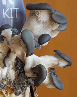 Austern-Seitling, Pleurotus ostreatus