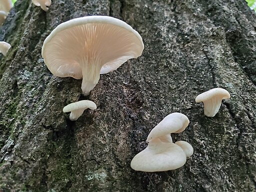 Lungen-Seitling, Pleurotus pulmonarius