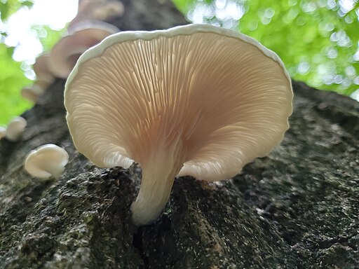 Lungen-Seitling, Pleurotus pulmonarius