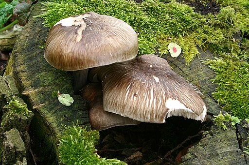 Rehbrauner Dachpilz, Pluteus cervinus