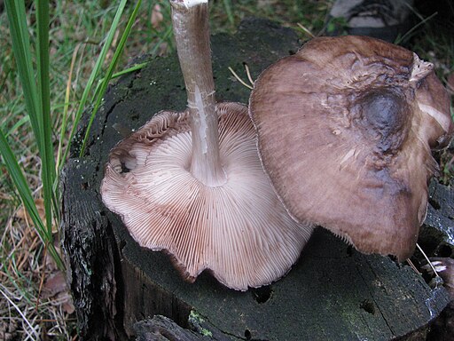 Schwarzschneidiger Dachpilz, Pluteus nigrofloccosus