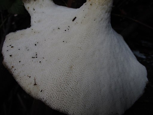 Sklerotien-Stielporling, Polyporus tuberaster