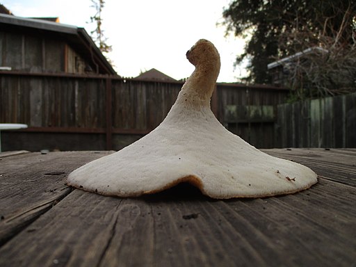 Sklerotien-Stielporling, Polyporus tuberaster