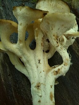 Eichhase, Polyporus umbellatus