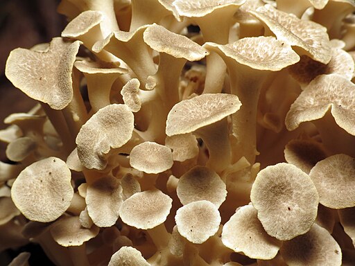 Eichhase, Polyporus umbellatus