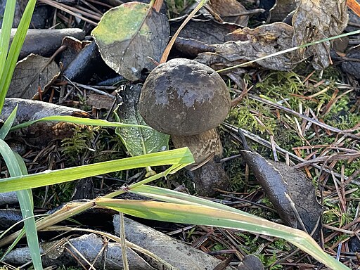 Düsterer Röhrling, Porphyrellus porphyrosporus