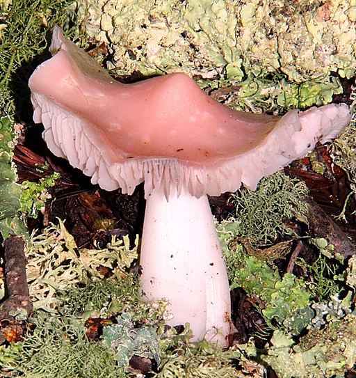 Rosenroter Saftling, Porpolomopsis calyptriformis
