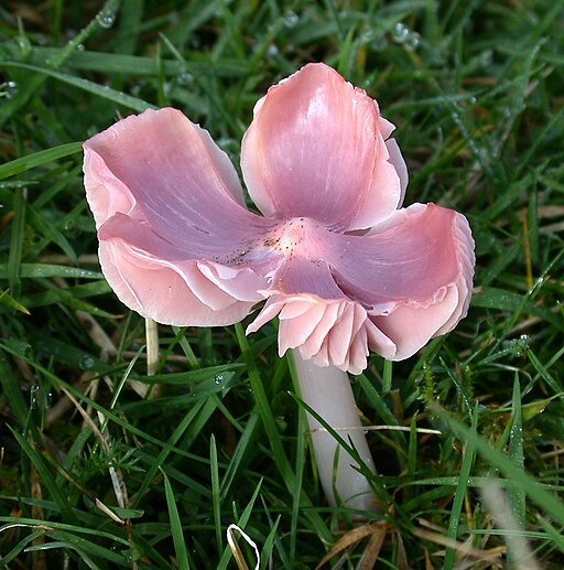 Rosenroter Saftling, Porpolomopsis calyptriformis
