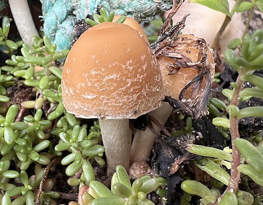 Behangener Mürbling, Psathyrella candolleana