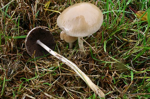 Behangener Mürbling, Psathyrella candolleana