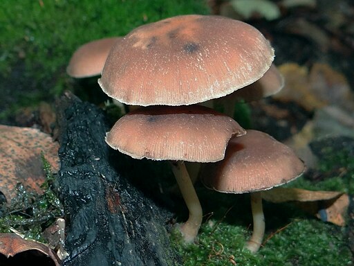 Wässriger Mürbling, Psathyrella piluliformis