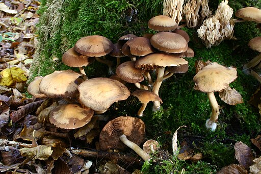 Wässriger Mürbling, Psathyrella piluliformis