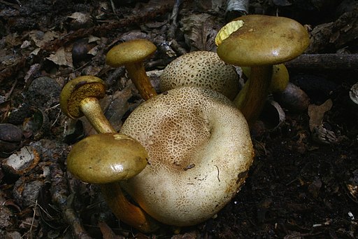 Parasitischer Röhrling, Pseudoboletus parasiticus
