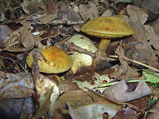 Parasitischer Röhrling, Pseudoboletus parasiticus
