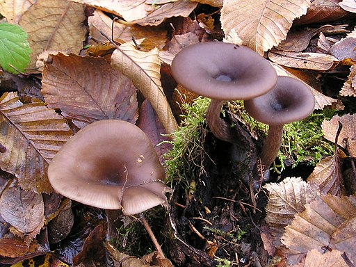 Kaffeebrauner Gabeltrichterling, Pseudoclitocybe cyathiformis