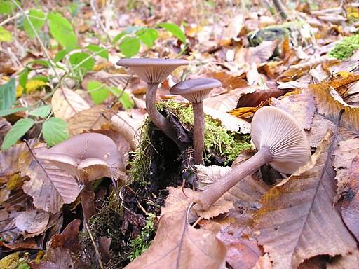 Kaffeebrauner Gabeltrichterling, Pseudoclitocybe cyathiformis