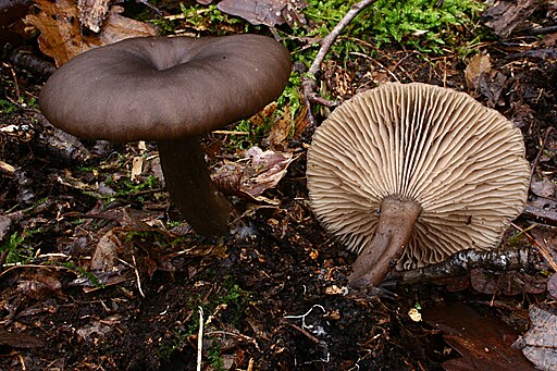 Kaffeebrauner Gabeltrichterling, Pseudoclitocybe cyathiformis