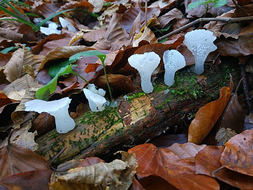 Gallertiger Zitterzahn, Pseudohydnum gelatinosum
