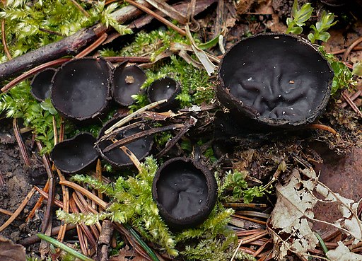 Glänzender Schwarzborstling, Pseudoplectania nigrella