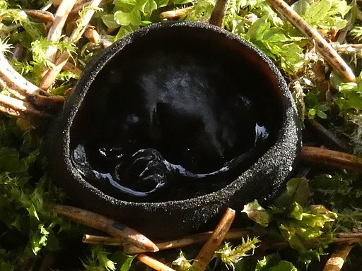Glänzender Schwarzborstling, Pseudoplectania nigrella