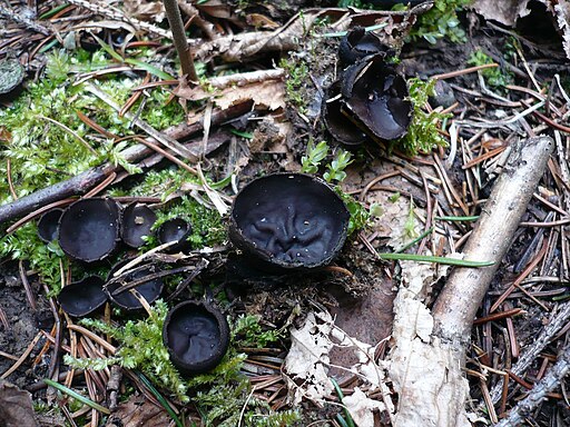 Glänzender Schwarzborstling, Pseudoplectania nigrella