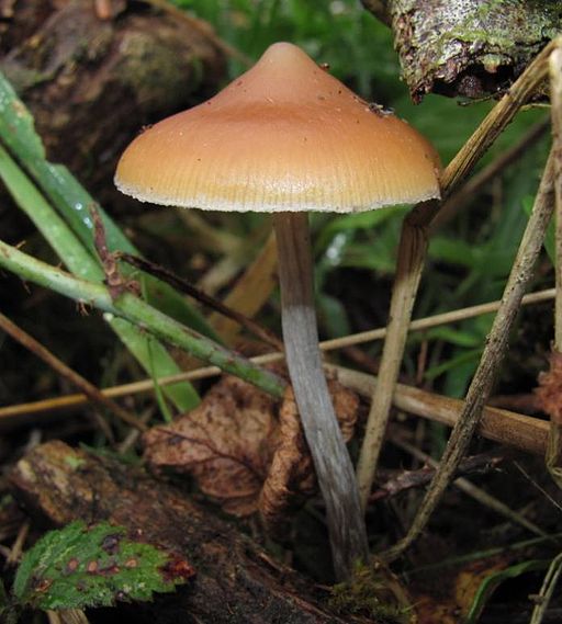 Stattlicher Kahlkopf, Psilocybe azurescens