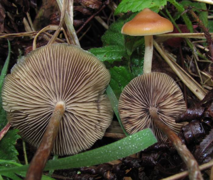 Stattlicher Kahlkopf, Psilocybe azurescens