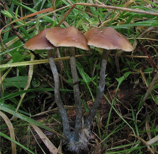 Stattlicher Kahlkopf, Psilocybe azurescens