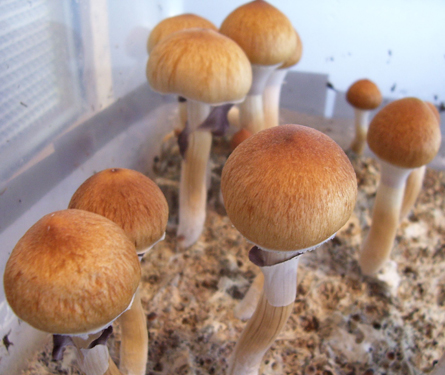Kubanischer Kahlkopf, Psilocybe cubensis