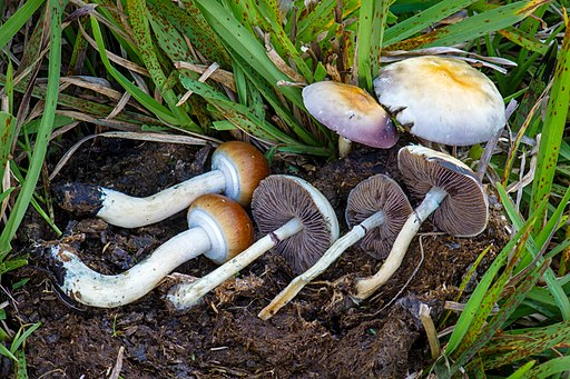 Kubanischer Kahlkopf, Psilocybe cubensis