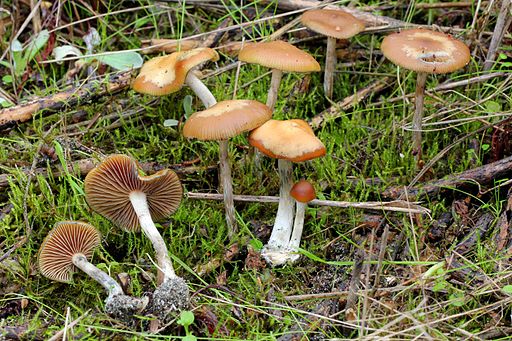 Blauender Kahlkopf, Psilocybe cyanescens