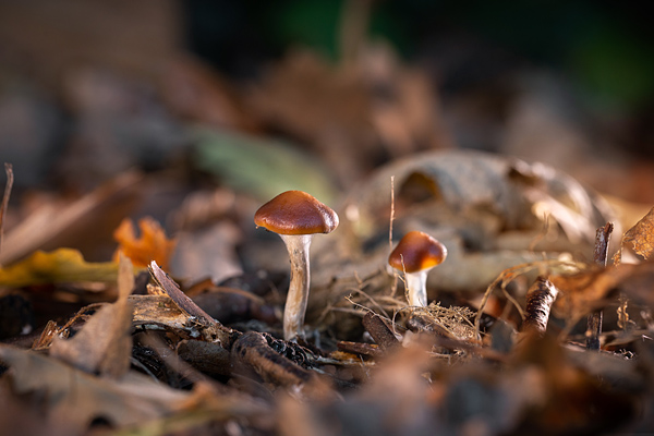 Blauender Kahlkopf, Psilocybe cyanescens