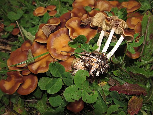 Blauender Kahlkopf, Psilocybe cyanescens
