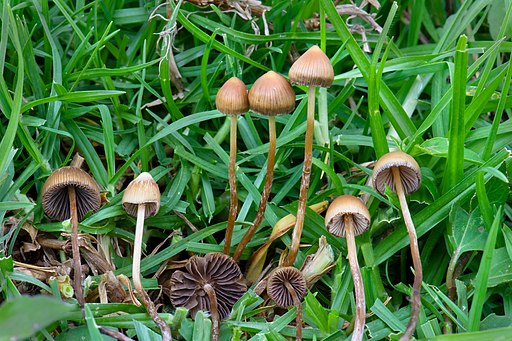 Mexikanischer Kahlkopf, Psilocybe mexicana